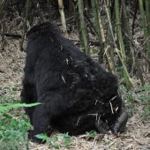  Gorilla Sex (Rwanda)